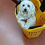 animal, basket, canine, companion, cute, dog, domestic_animal, floor, friendly, fur, hand, indoor, pet, petting, plastic_basket, red_floor, relaxed, shopping_cart, small_dog, white_dog