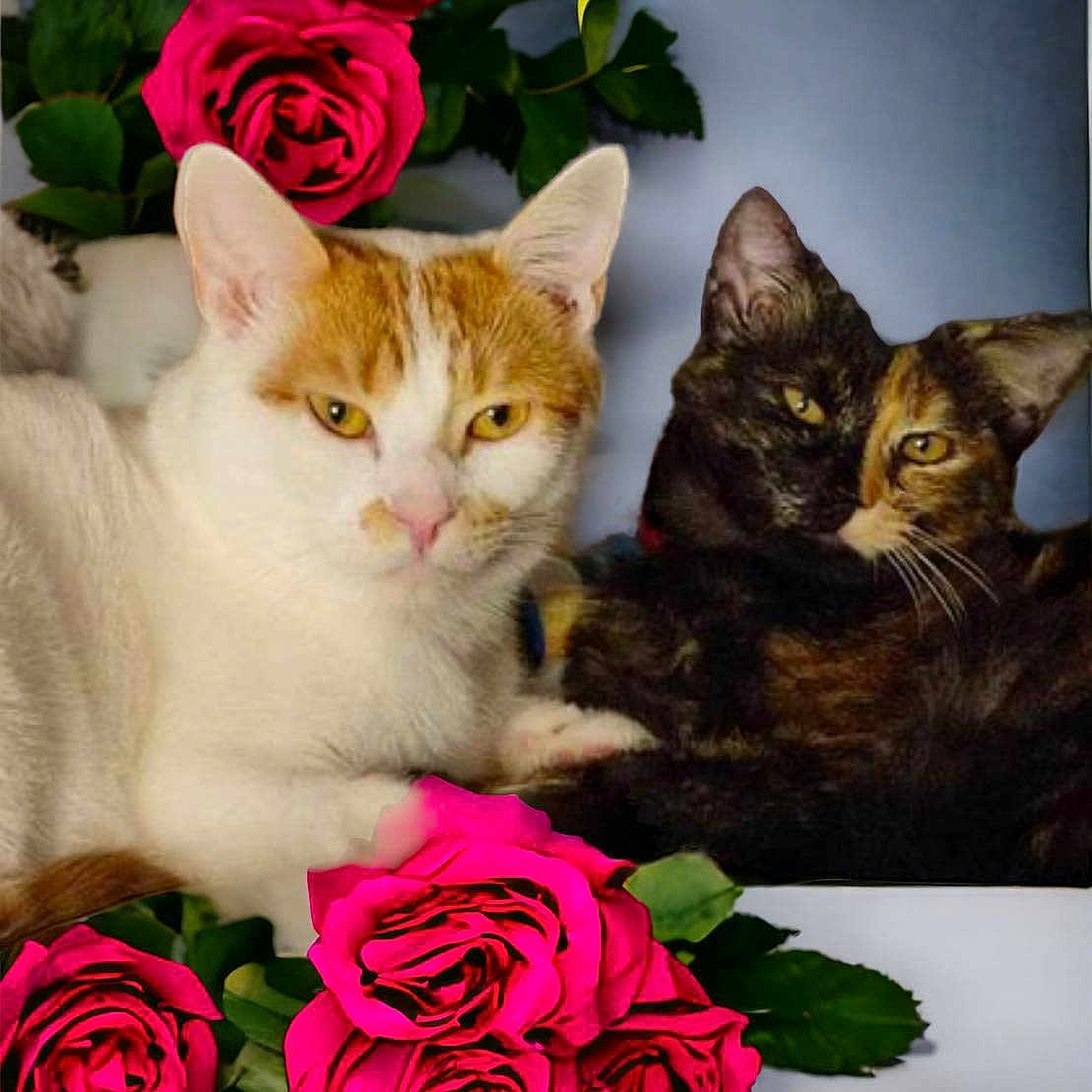 Koda Et Ruby