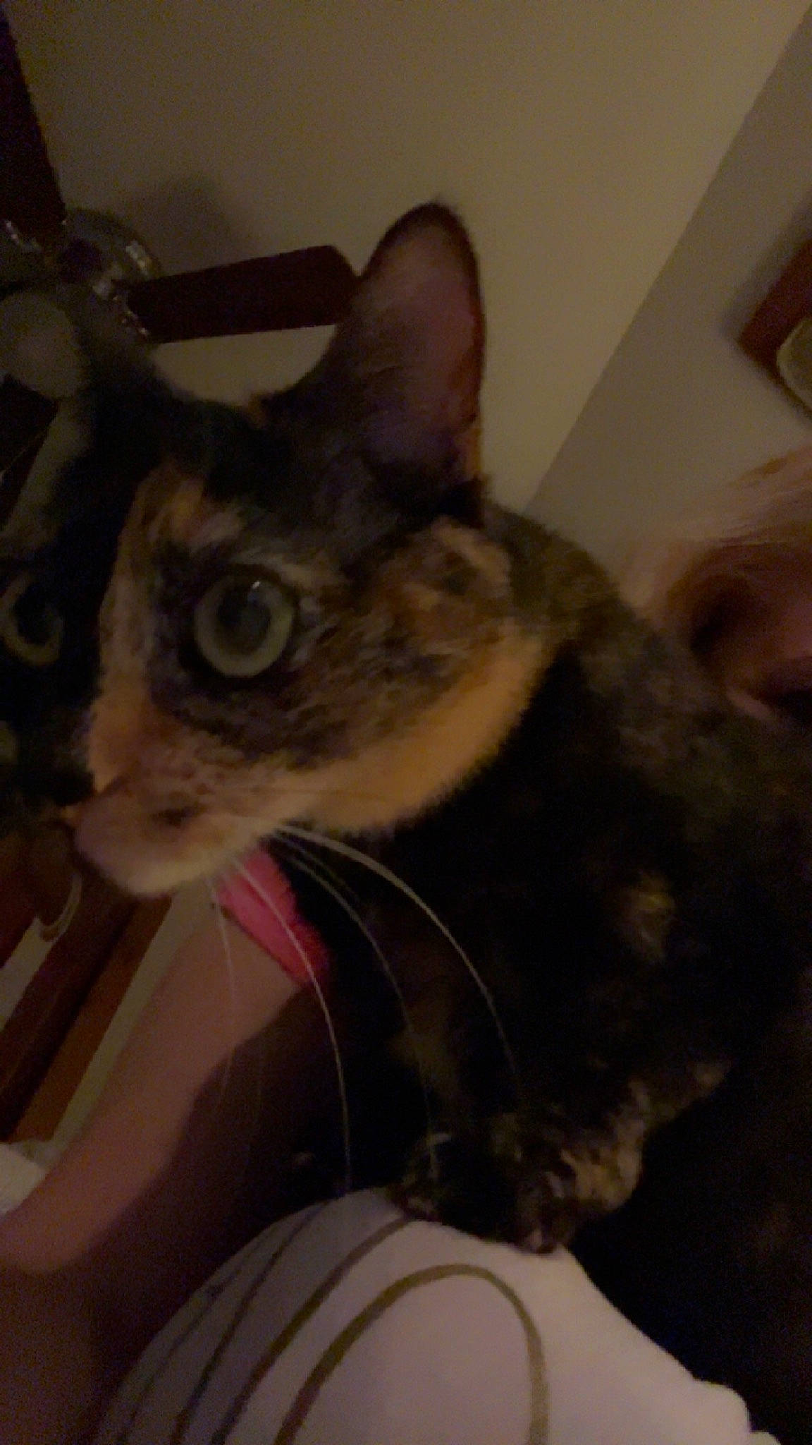 Paris is registered to the contest to win money with this photo: carnivore, cat, cat_supply, domestic_short_haired_cat, ear, felidae, fur, paw, small_to_medium_sized_cats, whiskers, window