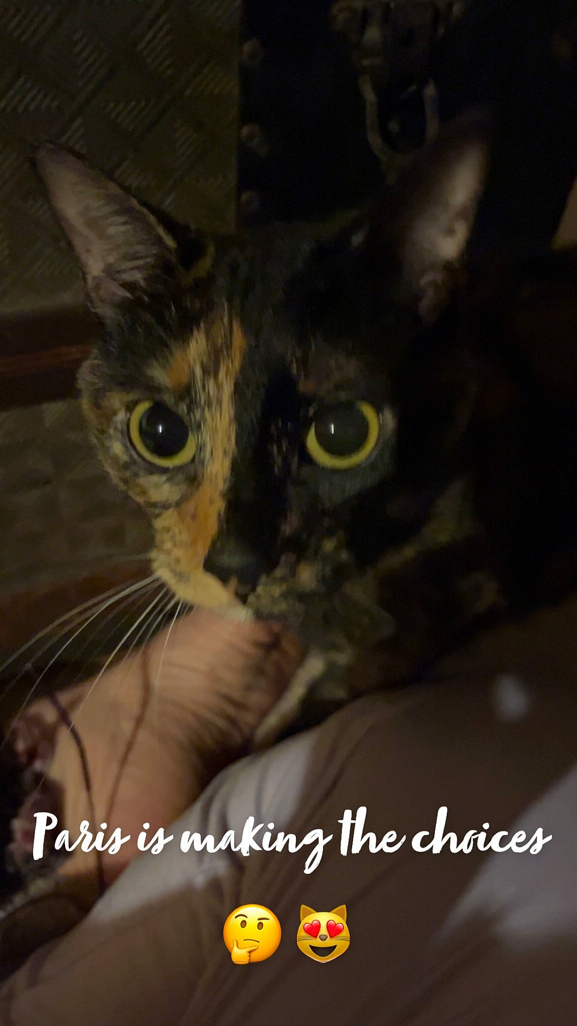 Paris joined the competition — help win amazing prizes! carnivore, cat, darkness, domestic_short_haired_cat, ear, eye, felidae, fur, organism, photo_caption, small_to_medium_sized_cats, snout, terrestrial_animal, whiskers