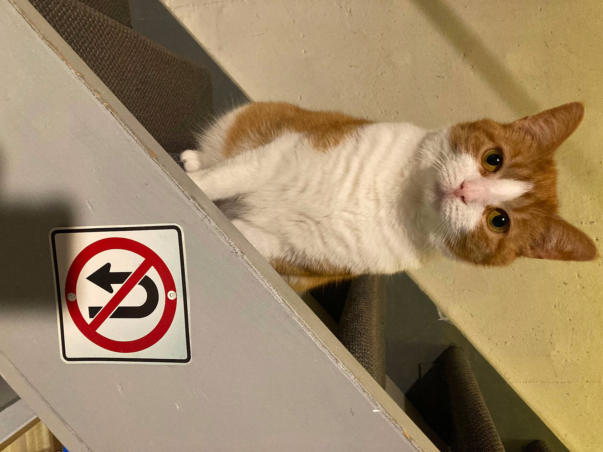 Milo joined the competition — help win amazing prizes! box, carmine, carnivore, cat, domestic_short_haired_cat, fawn, felidae, fur, gas, paw, small_to_medium_sized_cats, snout, symbol, tail, whiskers, wood