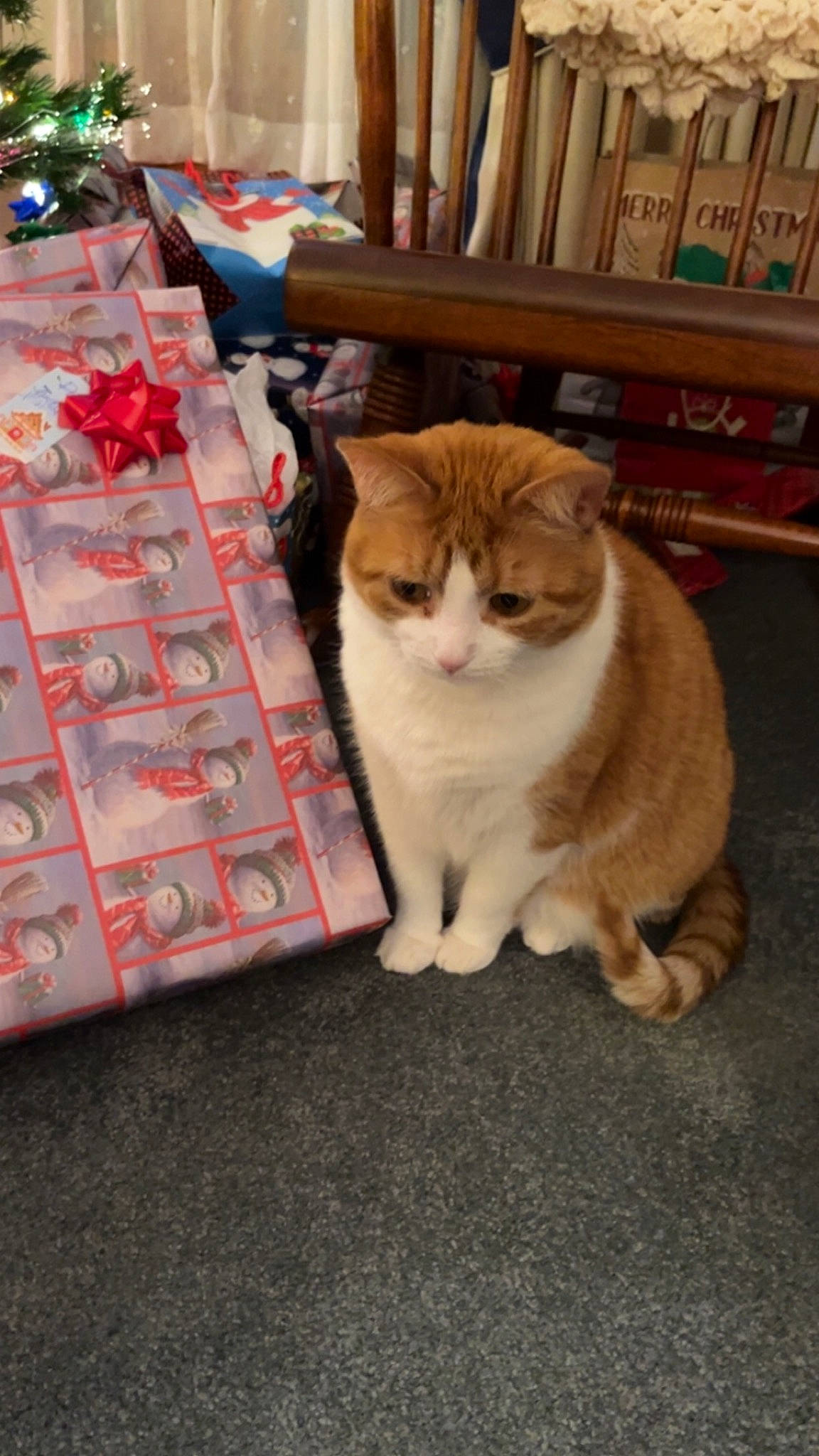 Milo is registered to the contest to win money with this photo: bookcase, carnivore, cat, domestic_short_haired_cat, event, fawn, felidae, flooring, fur, hardwood, holiday, human_leg, paw, plant, shelf, small_to_medium_sized_cats, snout, tail, whiskers, wood