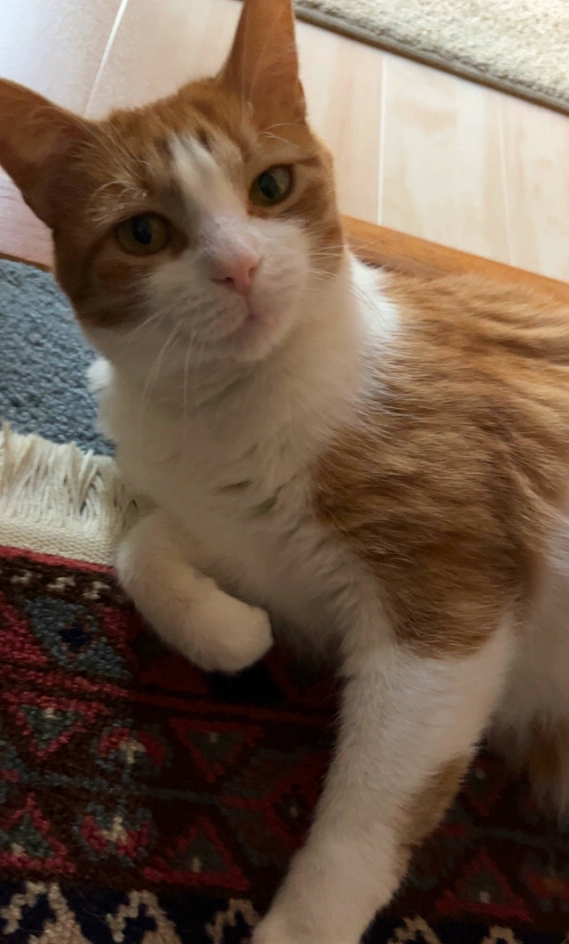 Milo is registered to the contest to win money with this photo: carnivore, cat, claw, domestic_short_haired_cat, fawn, felidae, flooring, fur, hardwood, paw, small_to_medium_sized_cats, snout, tail, whiskers, window