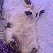 June Bug is registered to the contest to win money with this photo: animal, bed, cat, cozy, cute, domestic_animal, feline, fluffy, fur, indoor, lying_down, paw, pet, purple, quilt, relaxed, resting, sleepy, soft, white