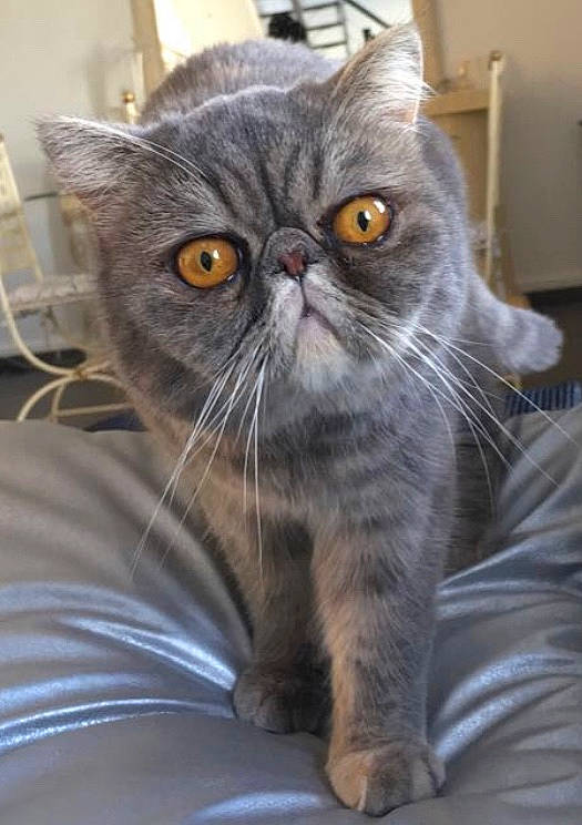 Mitsy a rejoint le concours — aidez-le/la à gagner de superbes lots ! asian, british_longhair, british_semi_longhair, british_shorthair, carnivore, cat, chartreux, domestic_short_haired_cat, european_shorthair, eye, fawn, felidae, kitten, mammal, persian, scottish_fold, small_to_medium_sized_cats, snout, vertebrate, whiskers