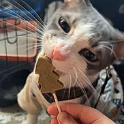 Koa joined the competition — help win amazing prizes! cat, kitten, pet, whiskers, pink_nose, lollipop, hand, human_hand, treat, chewing, close_up, portrait, indoor, harness, crate, paw, eyes, floor, blanket, curiosity