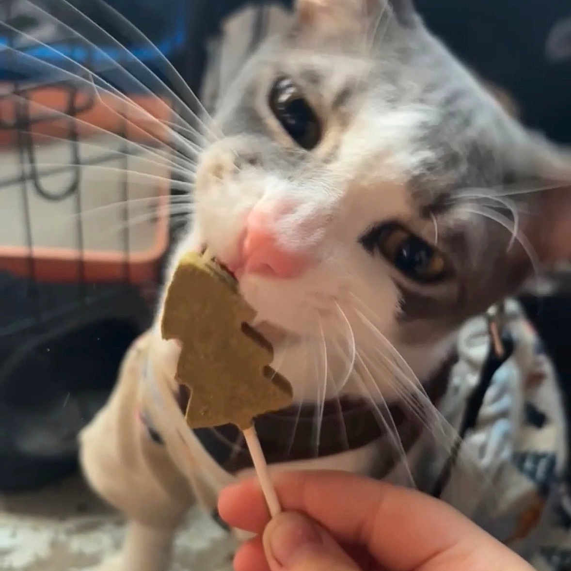 Koa joined the competition — help win amazing prizes! blanket, cat, chewing, close_up, crate, curiosity, eyes, floor, hand, harness, human_hand, indoor, kitten, lollipop, paw, pet, pink_nose, portrait, treat, whiskers