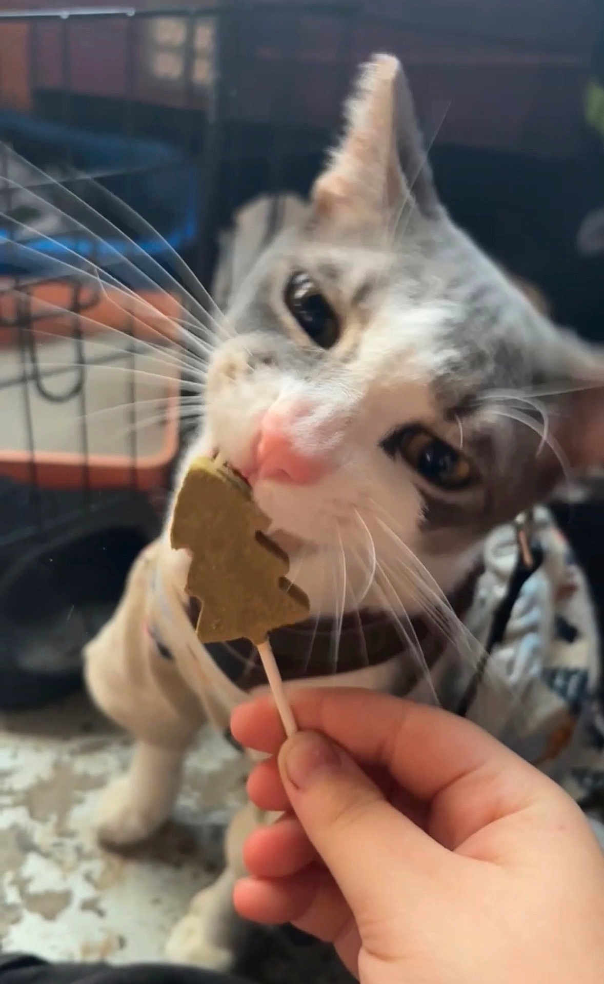 Koa joined the competition — help win amazing prizes! cat, kitten, pet, whiskers, pink_nose, lollipop, hand, human_hand, treat, chewing, close_up, portrait, indoor, harness, crate, paw, eyes, floor, blanket, curiosity