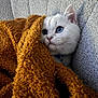 Pamuk a rejoint le concours — aidez-le/la à gagner de superbes lots ! animal, blanket, blue_eyes, brown_blanket, cat, close_up, couch, cozy, curious, cute, fur, grey_couch, indoor, kitten, pet, portrait, resting, soft, texture, white_cat