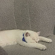 Pamuk a rejoint le concours — aidez-le/la à gagner de superbes lots ! animal, blue_collar, cat, couch, cozy, cute, domestic_cat, fur, furniture, home, indoor, napping, peaceful, pet, relaxing, resting, sleeping, soft, texture, white_cat