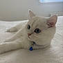 Pamuk participe au concours pour gagner de l'argent avec cette photo : animal, bed, bell, blue_eyes, cat, closeup, collar, curious, cute, domestic_animal, ears, feline, fluffy, indoor, pet, portrait, resting, soft_light, whiskers, white_cat