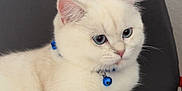 Pamuk participe au concours pour gagner de l'argent avec cette photo : animal, bell, blue_eyes, cat, chair, collar, cute, domestic_animal, ears, feline, fluffy, fur, indoor, paw, pet, portrait, relaxed, sitting, whiskers, white_cat
