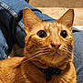 Cheeto joined the competition — help win amazing prizes! animal, cat, closeup, collar, companion, curious, cute, domestic_cat, ears, eyes, feline, fur, indoor, jeans, lap, orange_tabby, person, pet, sitting, whiskers