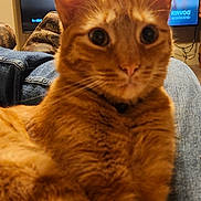 Cheeto joined the competition — help win amazing prizes! animal, background, boots, cat, close_up, collar, curious, eyes, fur, furniture, ginger_cat, home, indoor, jeans, lap, person, pet, relaxing, television, whiskers