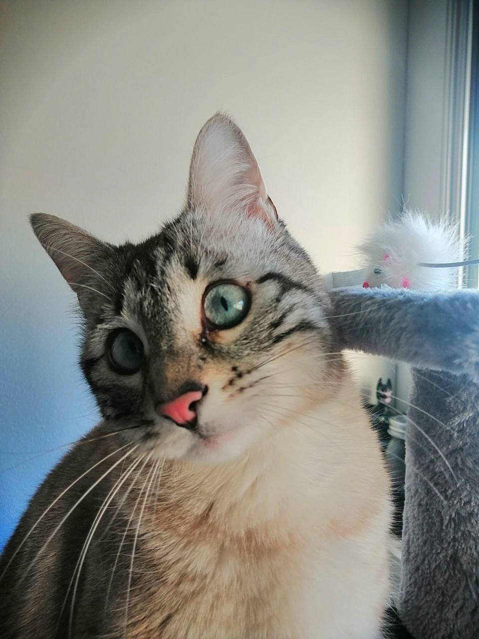 Winny participe au concours pour gagner de l'argent avec cette photo : carnivore, cat, domestic_short_haired_cat, ear, eye, felidae, fur, paw, small_to_medium_sized_cats, snout, whiskers, wildlife, window