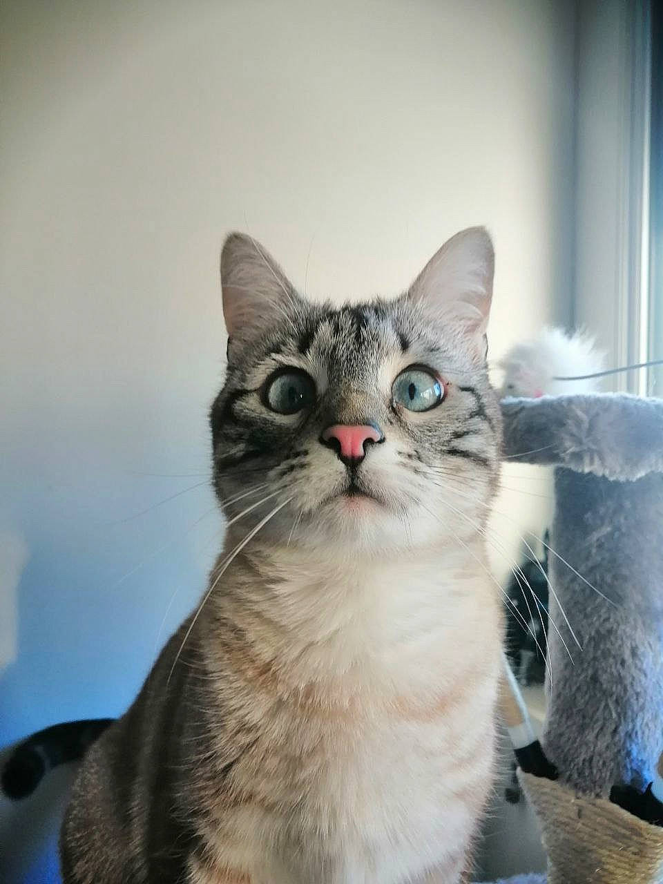 Winny a rejoint le concours — aidez-le/la à gagner de superbes lots ! box, carnivore, cat, domestic_short_haired_cat, felidae, fur, paw, photo_caption, small_to_medium_sized_cats, snout, tail, whiskers, window