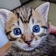 Bella joined the competition — help win amazing prizes! animal, blue_eyes, cat, close_up, curious, cute, domestic_cat, ears, eyes, fur, human_hand, indoor, kitten, nose, pet, portrait, shallow_depth_of_field, striped, tabby, whiskers