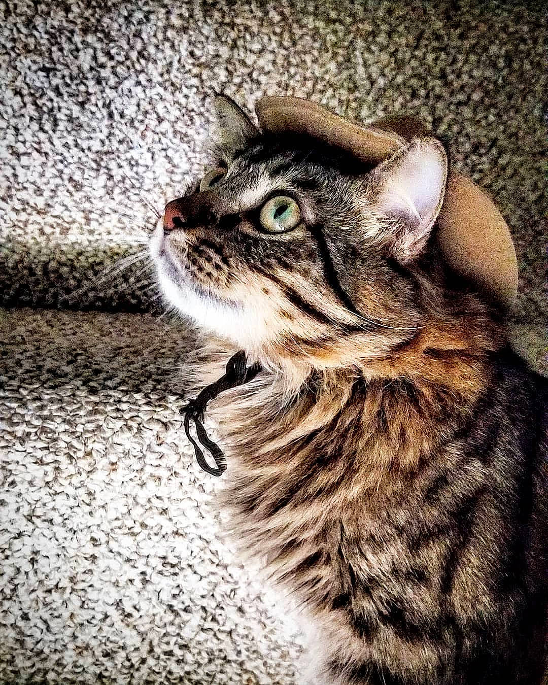 Petey joined the competition — help win amazing prizes!