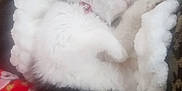 Chloe is registered to the contest to win money with this photo: cat, sleeping, fluffy, black_and_white, pet, cozy, bed, blanket, furniture, indoor, resting, fur, cute, animal, domestic, relaxing, paw, cushion, soft, comfort