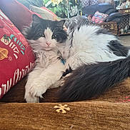 Chloe is registered to the contest to win money with this photo: animal, black_and_white, cat, christmas, close_up, comfort, couch, cozy, decor, fluffy, fur, furniture, holiday, home, indoor, lounging, pet, pillow, relaxed, whiskers