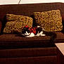 cat, couch, pillow, indoor, furniture, pet, animal, patterned_pillow, brown_couch, red_sweater, plaid, relaxing, cozy, domestic, feline, resting, tail, living_room, soft_lighting, home