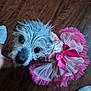 Lucia is registered to the contest to win money with this photo: dog, pet, tutu, pink, dress, floor, wooden_floor, clothing, small_dog, cute, animal, indoor, hand, foot, sock, curious, looking_up, fur, portrait, domestic
