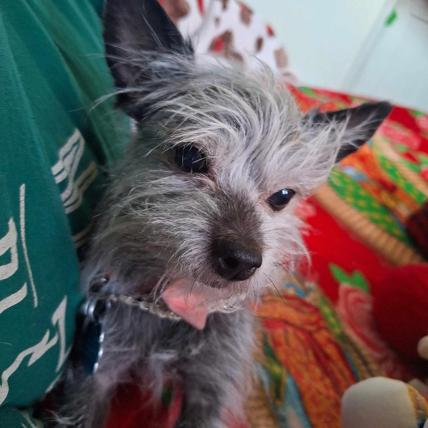 Lucia is registered to the contest to win money with this photo: animal, blanket, closeup, collar, colorful_background, companion, cute, dog, ears, fur, furry, green_shirt, home, indoor, looking_away, person, pet, portrait, scruffy, small_dog