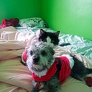 Lucia joined the competition — help win amazing prizes! dog, cat, bed, blanket, green_wall, pillow, remote_control, pet_clothing, red_boots, indoor, furry, animal, cute, cozy, resting, curious, pets, companion, domestic, playful