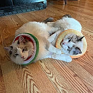 Bert And Ernie joined the competition — help win amazing prizes! cat, cats, floor, wooden_floor, collar, costume, fruit_collar, watermelon, citrus, pet, indoor, feline, fur, relaxed, animal, cute, home, domestic, playful, two_cats