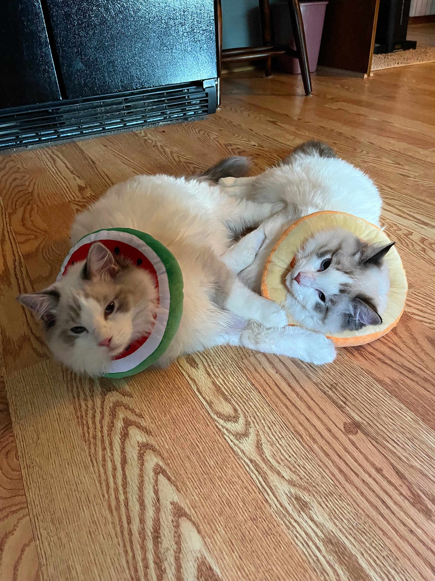 Bert And Ernie joined the competition — help win amazing prizes! cat, cats, floor, wooden_floor, collar, costume, fruit_collar, watermelon, citrus, pet, indoor, feline, fur, relaxed, animal, cute, home, domestic, playful, two_cats