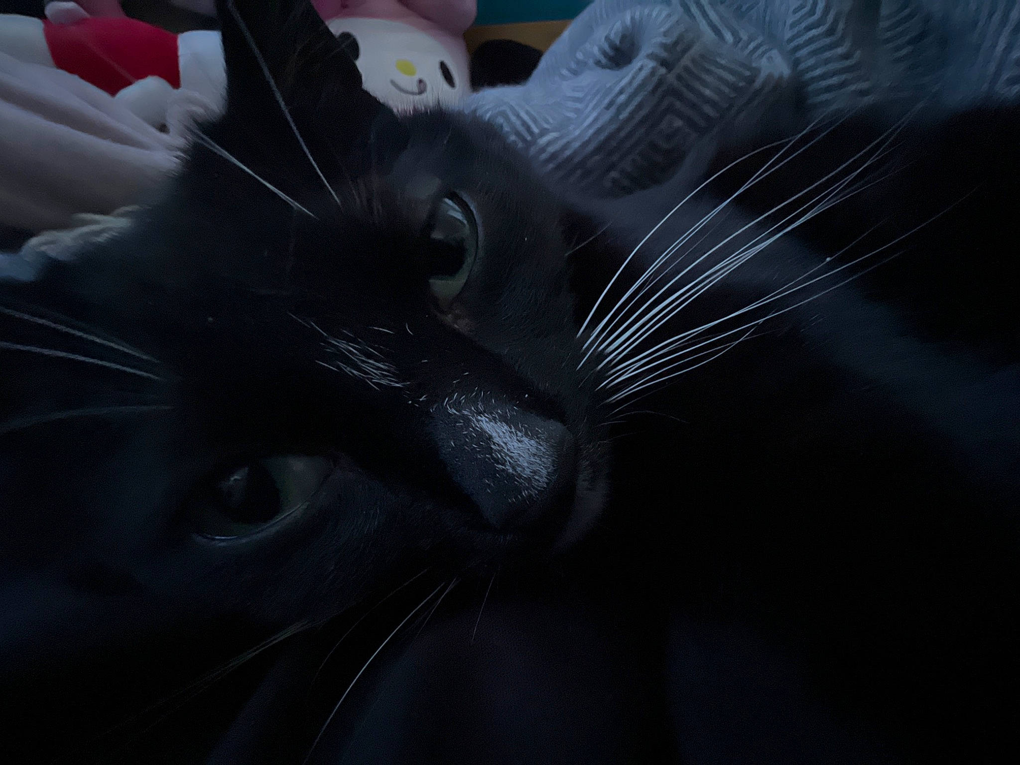 Alice is registered to the contest to win money with this photo: black_cat, carnivore, cat, claw, close_up, darkness, domestic_short_haired_cat, ear, electric_blue, eye, eyelash, felidae, fur, gesture, grey, monochrome_photography, plant, small_to_medium_sized_cats, tree, whiskers