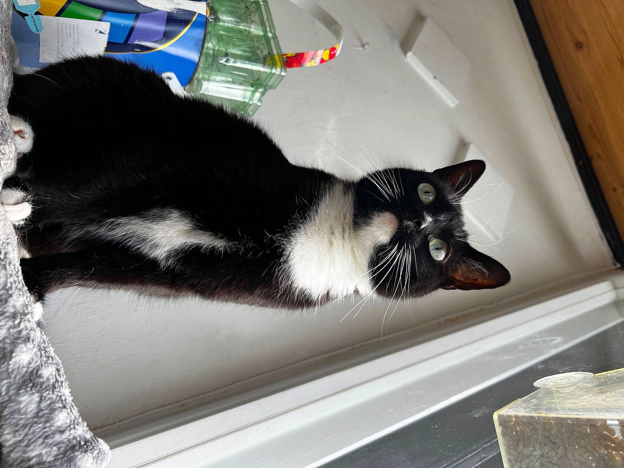 Alice is registered to the contest to win money with this photo: auto_part, automotive_design, automotive_exterior, carnivore, cat, comfort, domestic_short_haired_cat, felidae, fur, mammal, paw, rectangle, room, small_to_medium_sized_cats, snout, tail, tints_and_shades, whiskers, window, wood