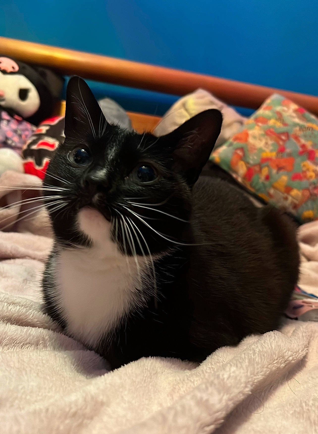 Alice is registered to the contest to win money with this photo: black_cat, carnivore, cat, cat_supply, claw, comfort, domestic_short_haired_cat, felidae, fur, grey, mammal, paw, small_to_medium_sized_cats, snout, tail, terrestrial_animal, toy, whiskers