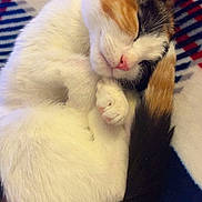 Honey is registered to the contest to win money with this photo: cat, kitten, calico_cat, sleeping, curled, blanket, plaid, paw, tail, whiskers, fur, pink_nose, cozy, pet, nap, indoor, close_up, portrait, soft_texture, cute