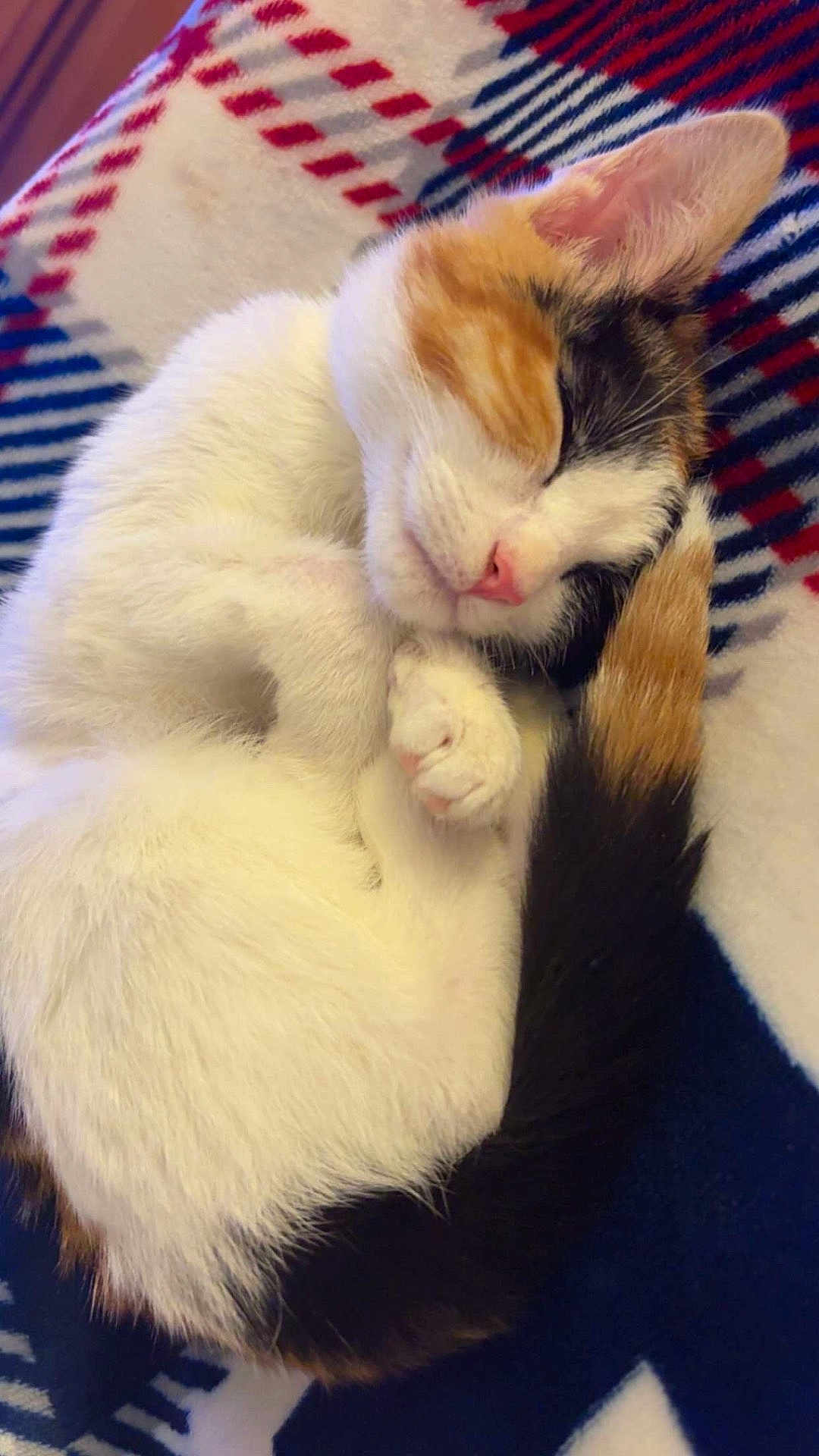 Honey is registered to the contest to win money with this photo: cat, kitten, calico_cat, sleeping, curled, blanket, plaid, paw, tail, whiskers, fur, pink_nose, cozy, pet, nap, indoor, close_up, portrait, soft_texture, cute