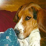 Jessefred is registered to the contest to win money with this photo: dog, bed, pillow, floral_pattern, wooden_headboard, brown, white, spotted, resting, indoors, pet, canine, closeup, sleepy, fur, animal, home, blanket, relaxed, portrait