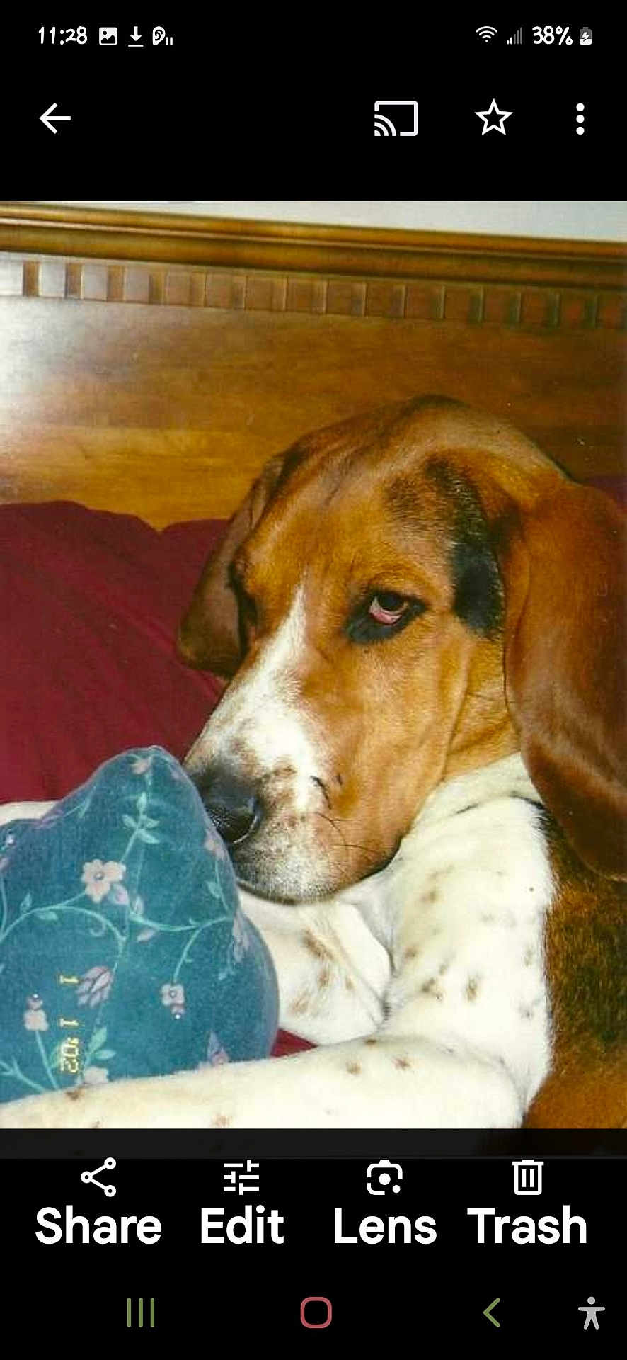 Jessefred is registered to the contest to win money with this photo: dog, bed, pillow, floral_pattern, wooden_headboard, brown, white, spotted, resting, indoors, pet, canine, closeup, sleepy, fur, animal, home, blanket, relaxed, portrait