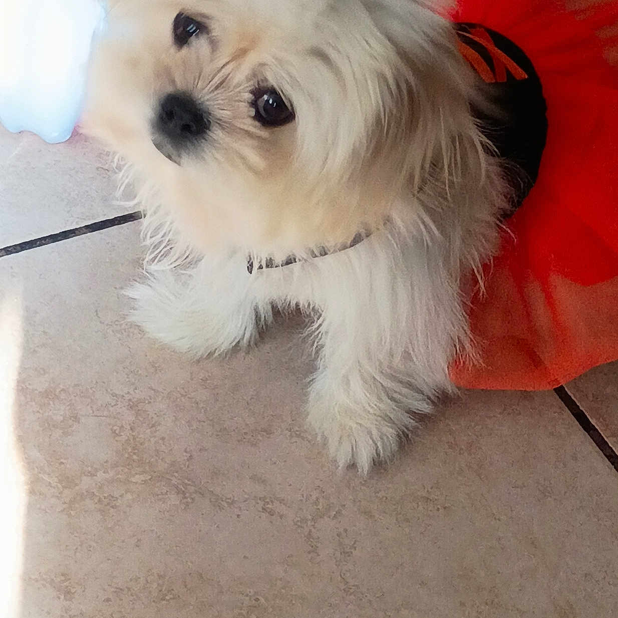 Luna Torres is registered to the contest to win money with this photo: adorable, animal, close_up, companion, costume, cute, dog, domestic_animal, floor, fluffy, fur, indoor, looking_up, orange_tutu, pet, playful, small_dog, tile_floor, tutu, white_dog