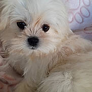 Luna Torres is registered to the contest to win money with this photo: puppy, dog, white_fur, fluffy, pet, cute, animal, close_up, blanket, indoor, soft_texture, relaxed, adorable, companion, young_dog, portrait, fur, small_dog, canine, lying_down