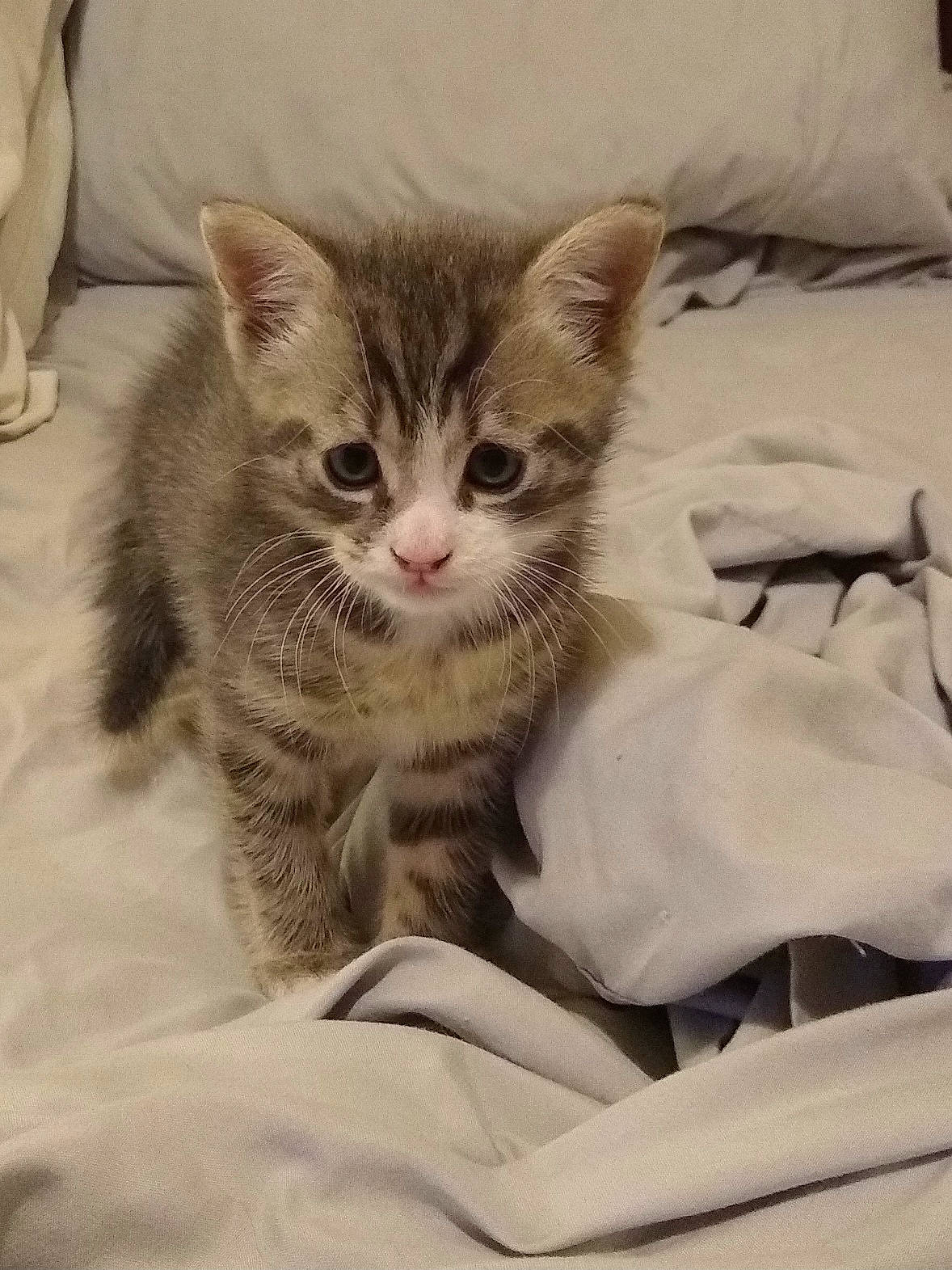 Tiger joined the competition — help win amazing prizes! bed, bedding, carnivore, cat, cat_supply, claw, comfort, domestic_short_haired_cat, felidae, fur, linens, nap, paw, sitting, small_to_medium_sized_cats, snout, tail, whiskers