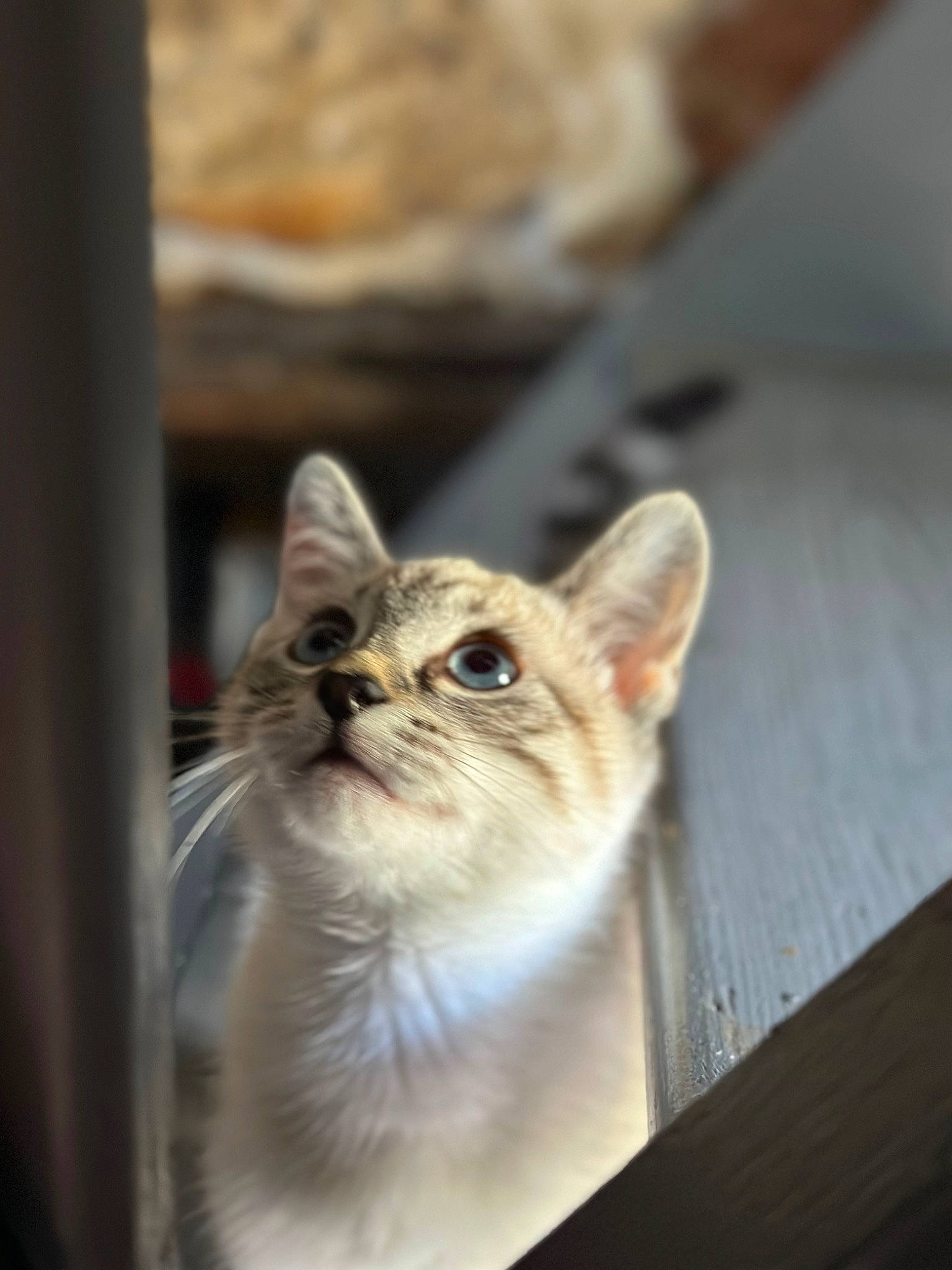 Woody a rejoint le concours — aidez-le/la à gagner de superbes lots ! carnivore, cat, domestic_short_haired_cat, door, eye, fawn, felidae, fur, small_to_medium_sized_cats, snout, terrestrial_animal, tree, whiskers, wildlife, window, wood