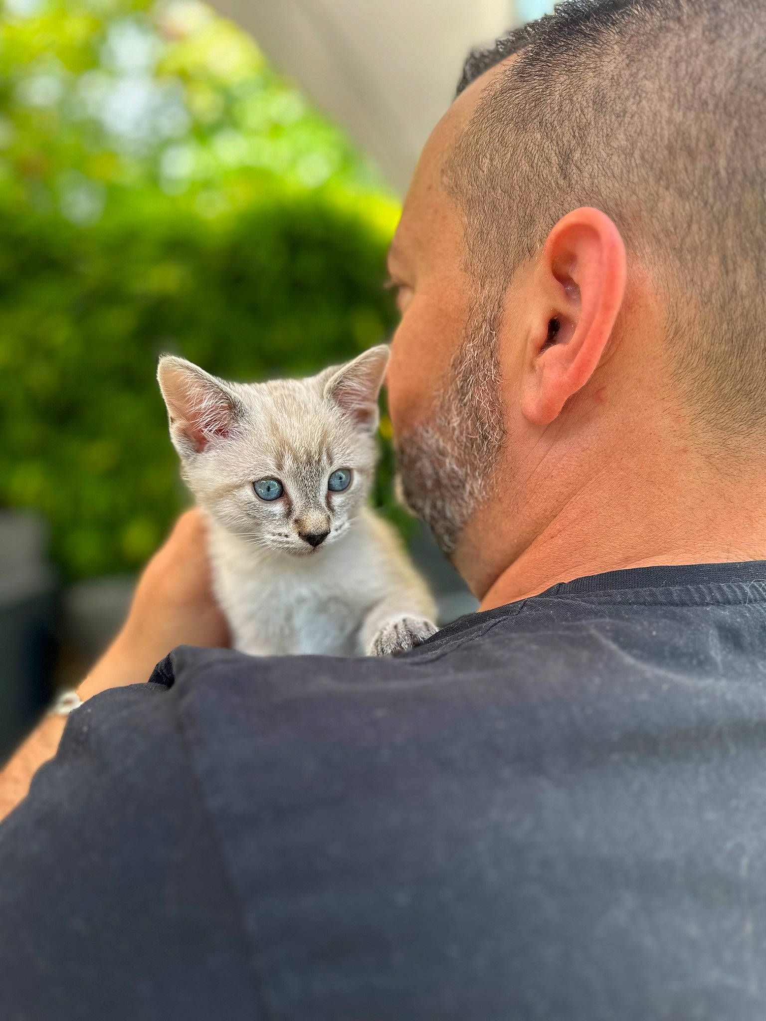 Woody a rejoint le concours — aidez-le/la à gagner de superbes lots ! beard, carnivore, cat, domestic_short_haired_cat, ear, fawn, felidae, fur, gesture, grass, mammal, sitting, small_to_medium_sized_cats, snout, t_shirt, tree, vertebrate, whiskers, wildlife, window