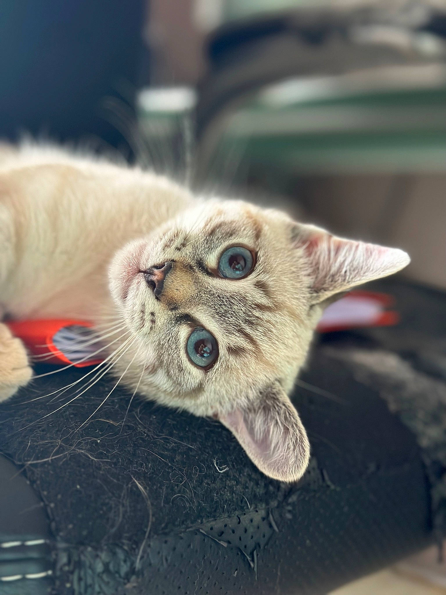 Woody participe au concours pour gagner de l'argent avec cette photo : canidae, carnivore, cat, claw, domestic_short_haired_cat, fang, fawn, felidae, fur, paw, small_to_medium_sized_cats, snout, tail, thai, whiskers, wildlife
