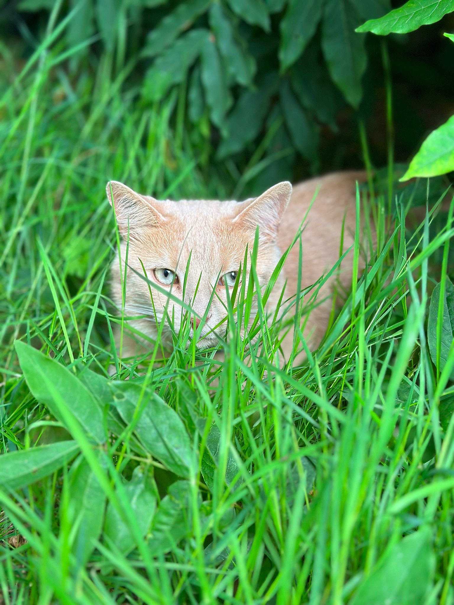 Poppy participe au concours pour gagner de l'argent avec cette photo : carnivore, cat, domestic_short_haired_cat, fawn, felidae, flooring, fur, grass, grassland, groundcover, human_leg, pattern, plant, small_to_medium_sized_cats, snout, tail, terrestrial_animal, tree, whiskers, wood