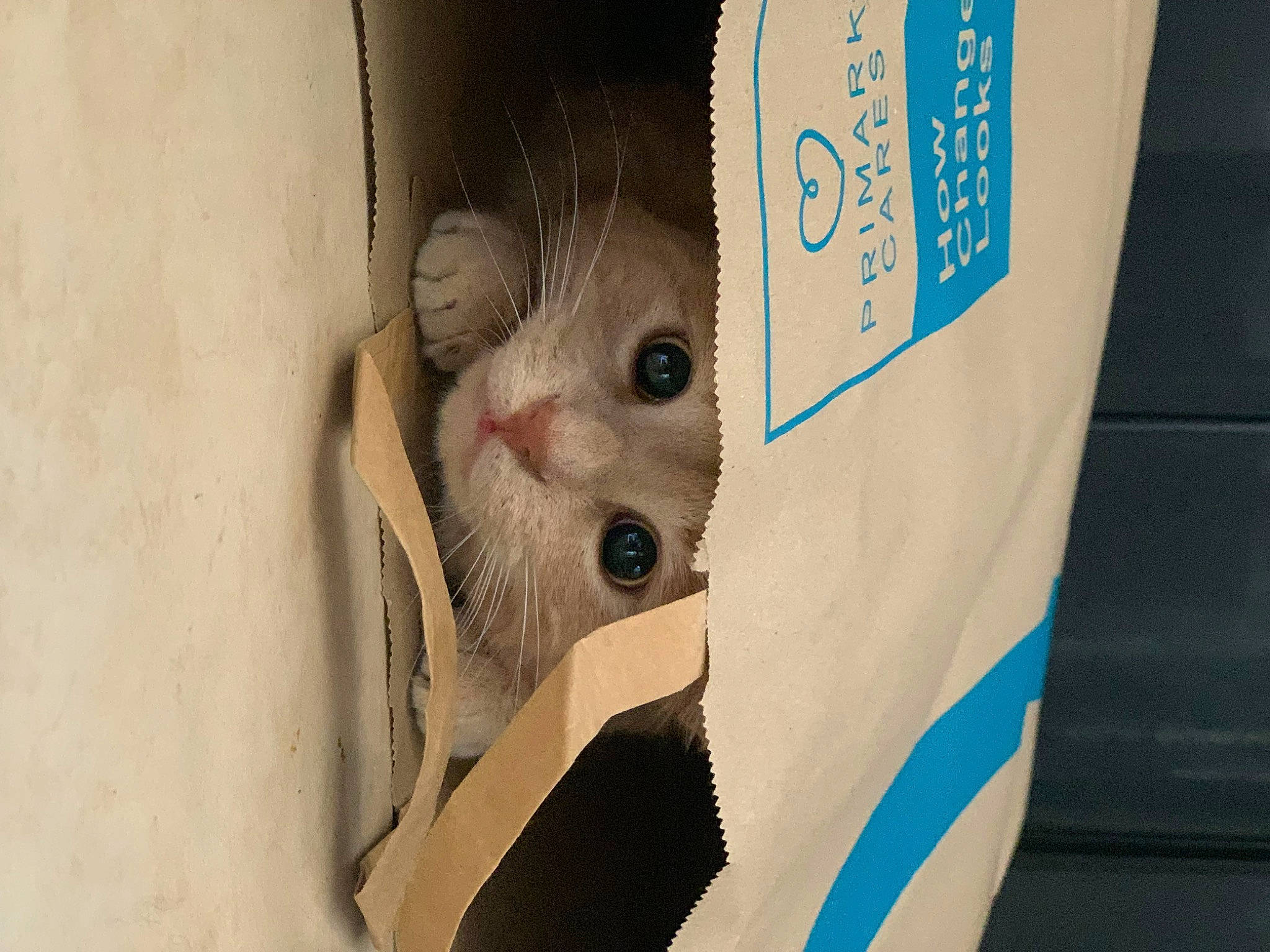 Poppy a rejoint le concours — aidez-le/la à gagner de superbes lots ! cardboard, carmine, carnivore, cat, domestic_short_haired_cat, fang, fawn, felidae, font, fur, paper, paper_bag, paper_product, paw, photo_caption, small_to_medium_sized_cats, tail, whiskers