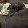 dog, puppy, black_dog, pillow, cushion, sofa, indoors, pet, resting, close_up, big_eyes, shaggy_fur, nose, whiskers, looking_at_camera, cozy, patterned_pillow, household_item, relaxed, portrait
