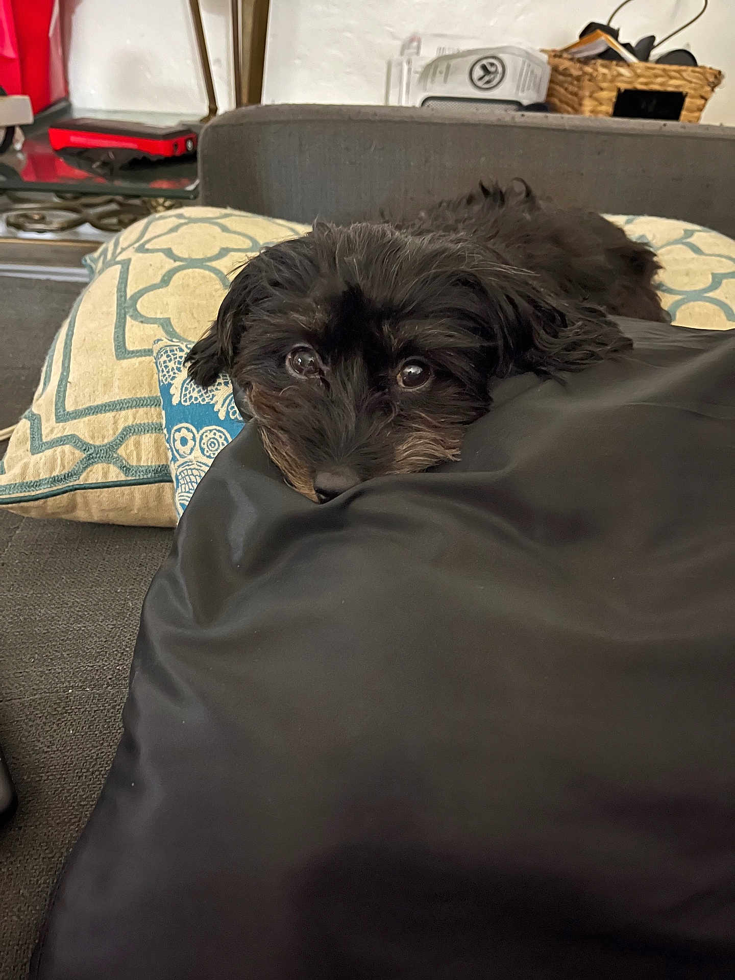 Cher joined the competition — help win amazing prizes! dog, puppy, black_dog, pillow, cushion, sofa, indoors, pet, resting, close_up, big_eyes, shaggy_fur, nose, whiskers, looking_at_camera, cozy, patterned_pillow, household_item, relaxed, portrait