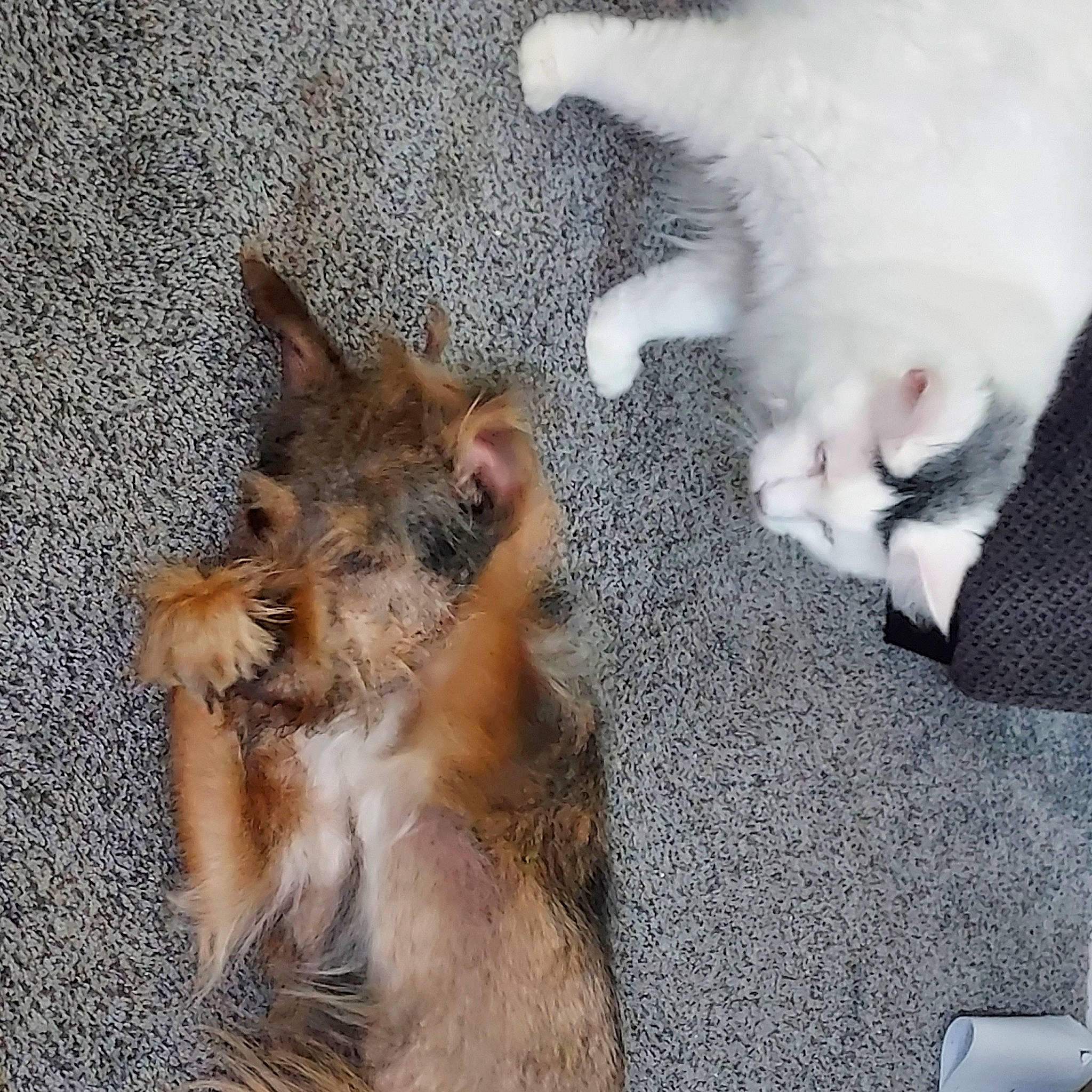 Whitey joined the competition — help win amazing prizes! canidae, carnivore, comfort, companion_dog, dog, dog_breed, fawn, felidae, fur, german_shepherd_dog, herding_dog, mammal, old_german_shepherd_dog, paw, small_to_medium_sized_cats, snout, sporting_group, street_dog, tail, whiskers