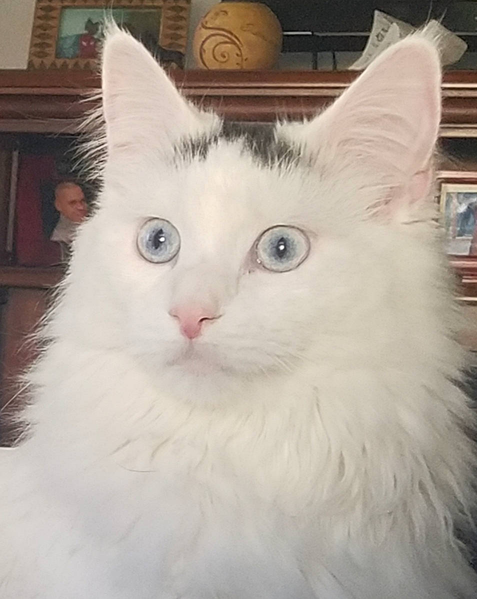 Whitey is registered to the contest to win money with this photo: carnivore, cat, comfort, domestic_short_haired_cat, eye, felidae, fur, head, iris, paw, picture_frame, small_to_medium_sized_cats, snout, tail, terrestrial_animal, whiskers, window