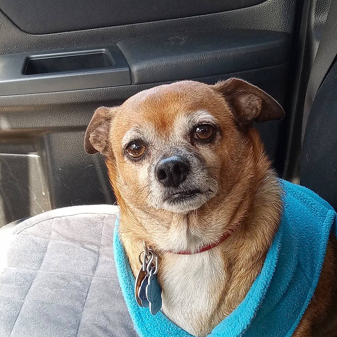 Harry joined the competition — help win amazing prizes! auto_part, canidae, carnivore, collar, comfort, companion_dog, dog, dog_breed, dog_supply, electric_blue, fawn, fur, pet_supply, snout, sporting_group, toy_dog, vehicle_door, whiskers, window, working_animal